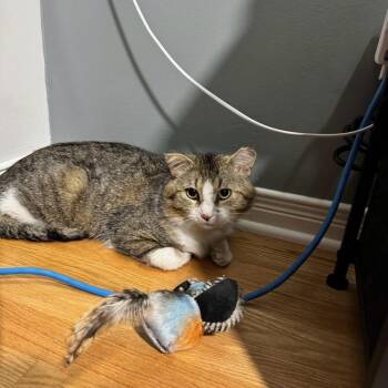 Pedro (m) 3yrs tabby/white -  Domestic Short Hair Cat for Adoption in Ottawa, Ontario - Pedro (m) 3yrs Tabby/white | PetCurious