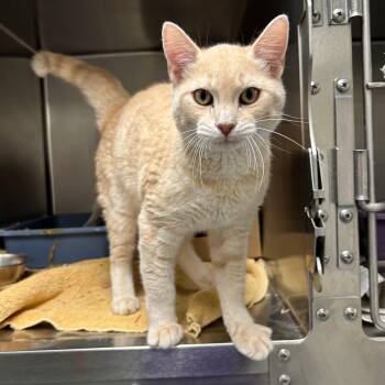 Red -  Domestic Short Hair Cat for Adoption in Lindon, Utah - Red | PetCurious