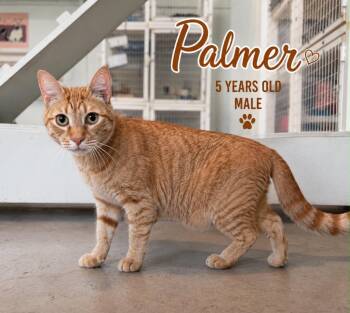 Palmer -  Domestic Short Hair Cat for Adoption in Kingsland, Georgia - Palmer | PetCurious