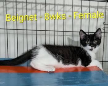 Beignet -  Domestic Short Hair Cat for Adoption in Seven Valleys, Pennsylvania - Beignet | PetCurious