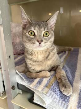 Domestic Short Hair and Torbie Cats Available for Adoption in Yardley, Pennsylvania - Lexus | PetCurious
