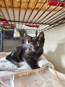 Rescue Domestic Short Hair Cats for Adoption in Kennebunk, Maine - PEACH | PetCurious