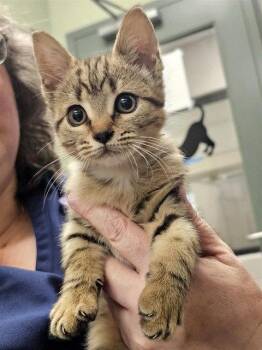KIKI -  Domestic Short Hair Cat for Adoption in Clyde, North Carolina - KIKI | PetCurious