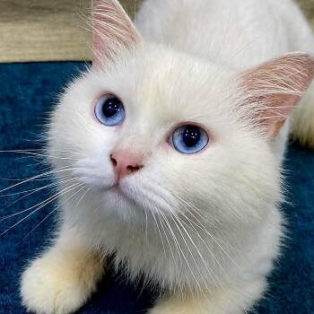 Milo L -  Ragdoll Cat for Adoption in Brampton, Ontario - Milo L | PetCurious