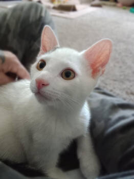 Rescue Domestic Short Hair Cats for Adoption in Mount Laurel Township, New Jersey - Spanky Avery | PetCurious