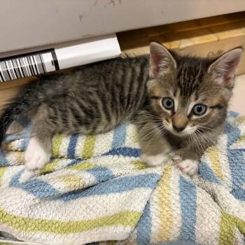 Oscar Opals -  Domestic Short Hair Cat for Adoption in Philadelphia, Pennsylvania - Oscar Opals | PetCurious