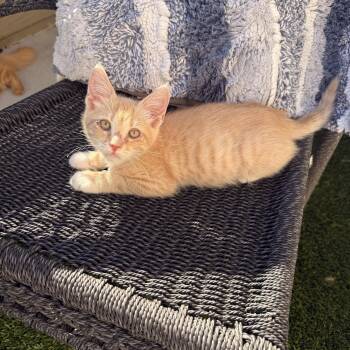 Domestic Short Hair Cats Available for Adoption in Penryn, California - Ragnar | PetCurious