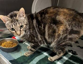 Domestic Short Hair Cats Available for Adoption in Allegan, Michigan - Farfalle(Working Cat) | PetCurious