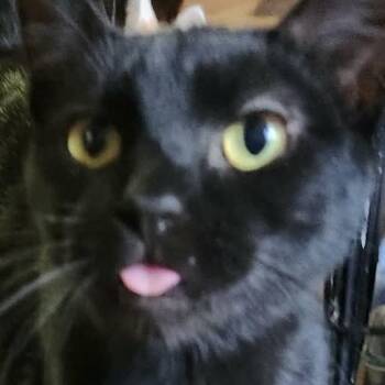 Pine -  Domestic Short Hair Cat for Adoption in Jurupa Valley, California - Pine | PetCurious