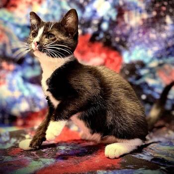 Orion -  Domestic Short Hair Cat for Adoption in Centerville, Tennessee - Orion | PetCurious
