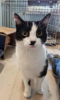 Ashes -  Domestic Short Hair Cat for Adoption in Heathsville, Virginia - Ashes | PetCurious