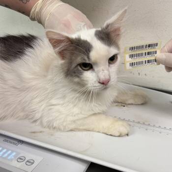 Venus -  Domestic Medium Hair Cat for Adoption in Charleston, West Virginia - Venus | PetCurious