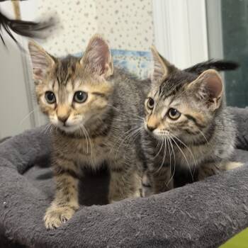 Mochi & Miso -  Domestic Medium Hair Cat for Adoption in Frederick, Maryland - Mochi & Miso | PetCurious