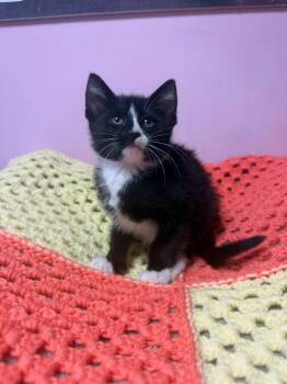 Gene -  Domestic Short Hair Cat for Adoption in Freeport, New York - Gene | PetCurious
