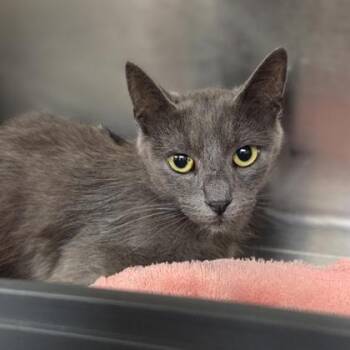 IHOP -  Domestic Short Hair Cat for Adoption in Westland, Michigan - IHOP | PetCurious