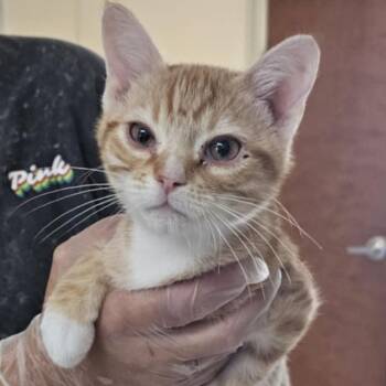 Rescue Domestic Short Hair Cats for Adoption in Midland, Texas - Tyr | PetCurious