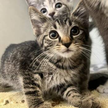 Zeb -  Domestic Short Hair Cat for Adoption in Dayton, Ohio - Zeb | PetCurious