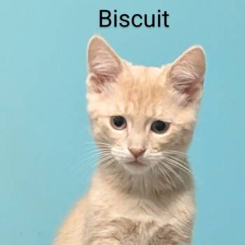 Rescue Domestic Short Hair Cats for Adoption in Carmel, Indiana - Biscuit Bonded With Gravy | PetCurious
