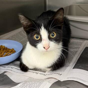 Franklin -  Domestic Short Hair Cat for Adoption in Auburn, Alabama - Franklin | PetCurious