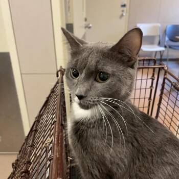 Sheba -  Domestic Short Hair Cat for Adoption in Chicago, Illinois - Sheba | PetCurious