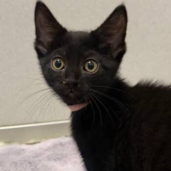 Denali -  Domestic Short Hair Cat for Adoption in Des Moines, Iowa - Denali | PetCurious