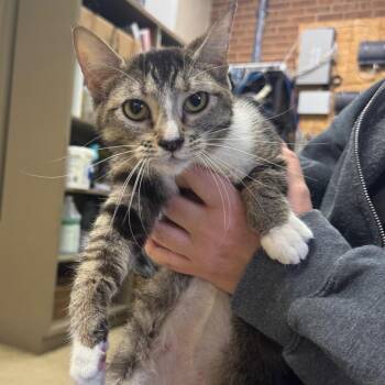 Daria -  Domestic Short Hair Cat for Adoption in Birmingham, Alabama - Daria | PetCurious