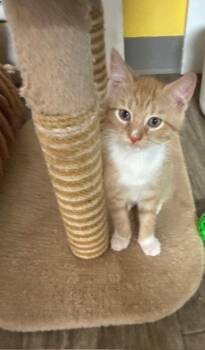 Rescue Domestic Short Hair Cats for Adoption in Rochester, Massachusetts - Pecan | PetCurious