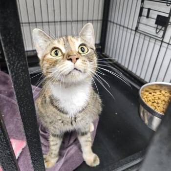 Stardust -  Domestic Short Hair Cat for Adoption in Ridgely, Maryland - Stardust | PetCurious