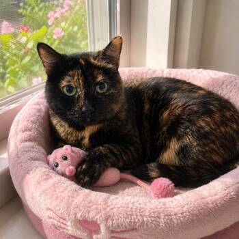 Aria 1819 -  Domestic Short Hair Cat for Adoption in Dallas, Texas - Aria 1819 | PetCurious