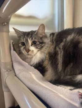 Louis -  Domestic Long Hair and Domestic Short Hair Cat for Adoption in Bellevue, Washington - Louis | PetCurious