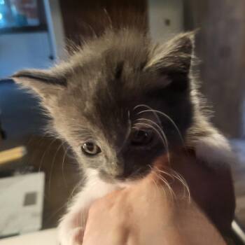 Mabel -  Domestic Short Hair Cat for Adoption in Medford, Wisconsin - Mabel | PetCurious