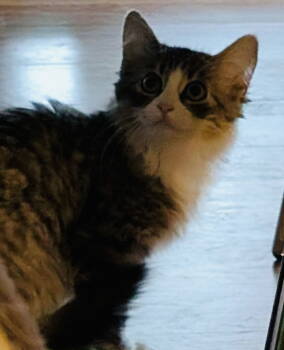 Rescue Domestic Long Hair Cats for Adoption - Jackie | PetCurious