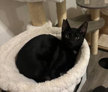 Rescue Domestic Short Hair Cats for Adoption in Ewa Beach, Hawaii - Nightfury | PetCurious