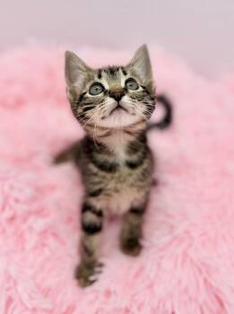 Esha Tewari -  Tabby Cat for Adoption in Covington, Louisiana - Esha Tewari | PetCurious