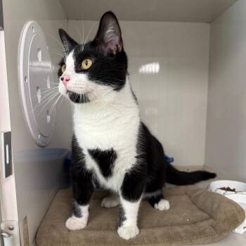 Emile -  Domestic Short Hair Cat for Adoption in Corpus Christi, Texas - Emile | PetCurious