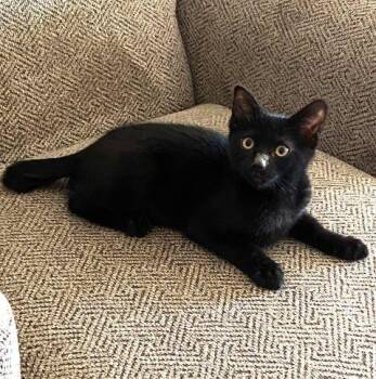 Rescue Domestic Short Hair Cats for Adoption in Fernley, Nevada - Bob | PetCurious