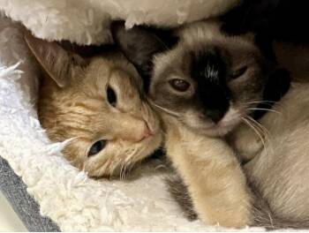 Siamese Cats Available for Adoption in Larkfield-wikiup, California - Squeak | PetCurious