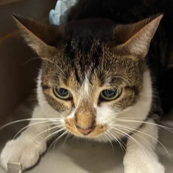 Tetyana -  Domestic Short Hair Cat for Adoption in Oak Park, Illinois - Tetyana | PetCurious