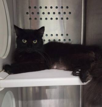 Bluebell -  Domestic Short Hair Cat for Adoption in Athens, Tennessee - Bluebell | PetCurious