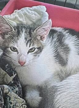 Domestic Short Hair Cats Available for Adoption - Toe | PetCurious