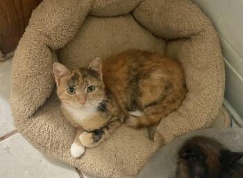 Calico Cats Available for Adoption in Troy, New York - Marlene | PetCurious