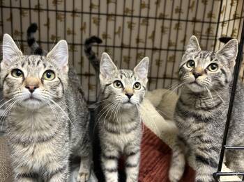 Amelia, Ava and Amara -  Domestic Short Hair Cat for Adoption in Cape May, New Jersey - Amelia, Ava And Amara | PetCurious