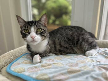 Rescue Domestic Short Hair Cats for Adoption in Broomall, Pennsylvania - Tiger | PetCurious