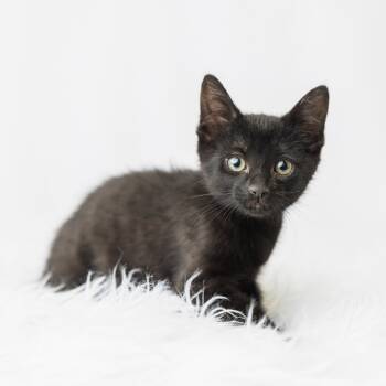 Rescue Domestic Short Hair Cats for Adoption in Saint Paul, Minnesota - Bucket Truck | PetCurious