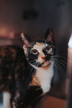 Rescue Domestic Short Hair Cats for Adoption in North Charleston, South Carolina - 89336a Towa Bird | PetCurious