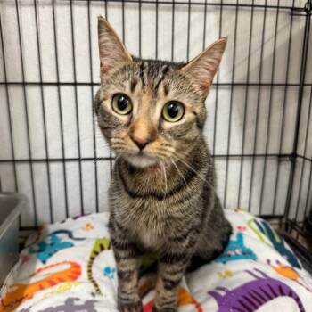 Kiwi -  Domestic Short Hair Cat for Adoption in Buffalo, New York - Kiwi | PetCurious
