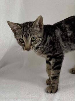 Chester -  Domestic Short Hair Cat for Adoption in Lunenburg, Massachusetts - Chester | PetCurious