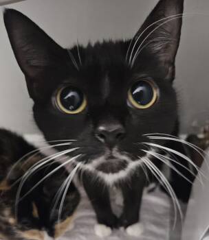 Tuxedo and Domestic Short Hair Cats Available for Adoption - Celine | PetCurious