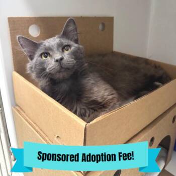 Domestic Long Hair Cats Available for Adoption - Greyday | PetCurious