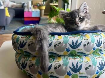 Foxy (bonded with Fury) -  Domestic Medium Hair Cat for Adoption in San Francisco, California - Foxy (bonded With Fury) | PetCurious